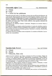 Garcinia kola Heckel F = Oñeñ B = Buale V = Bitacola, falsa cola