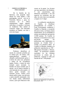 CERNICALO PRIMILLA (Falco naumanni)