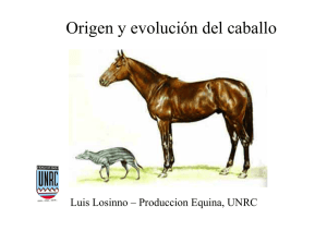 Origen y evolución del caballo