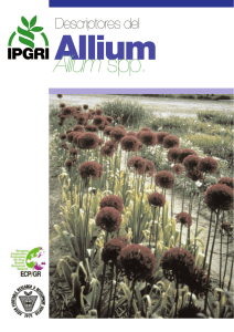 Descriptores del Allium (Allium spp.) - ECPGR