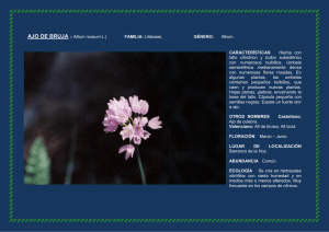 AJO DE BRUJA ( Allium roseum L.) FAMILIA: Liliáceas. GÉNERO