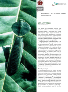 los MÁNtidos - Biodiversidad Mexicana