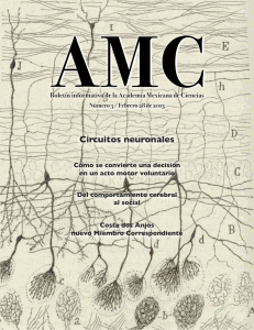 Circuitos neuronales - coniunctus.amc.edu.mx