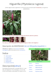 Higuerilla (Phytolacca rugosa)