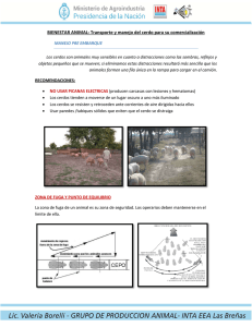 BIENESTAR ANIMAL: Transporte y manejo del cerdo para su