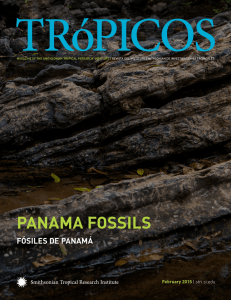 panama fossils - Smithsonian Tropical Research Institute