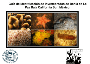 Guía de identificación de invertebrados de Bahía de La