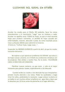 cuidados del rosal en otoño - Asociación Uruguaya de la Rosa