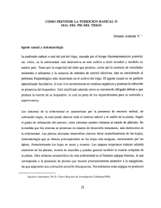 como prevenir la pudricion radical o mal del pie del trigo