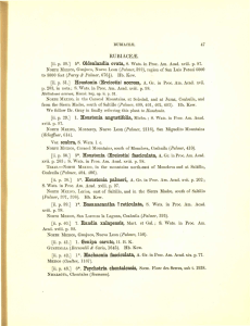[ii. p. 29.] 5*. Oldenlandia OVata, S. Wats, in Proc. Am. Acad, xviii. p