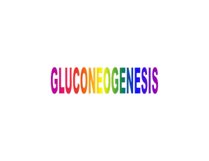 Clase N°4 Gluconeogenesis Bioq Tec 2013