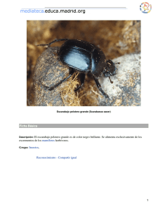 Ficha Básica Descripción: El escarabajo pelotero grande es de