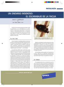 un enemigo insidioso: el escarabajo de la yacija