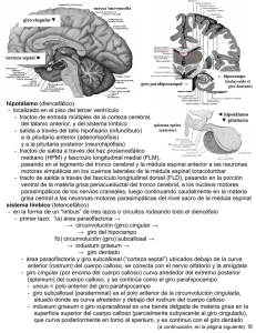 hipotálamo (diencefálico) - Anatomia y Embriologia