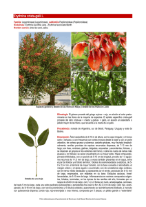 Erythrina crista-galli L.