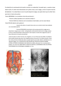 URÉTER El uréter(4) es la continuación de la pelvis renal