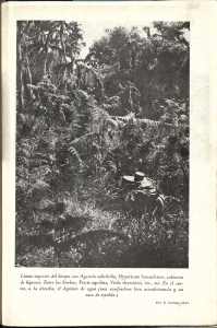 Límite superior del bosque con Agauria salicifolia, Hypericum