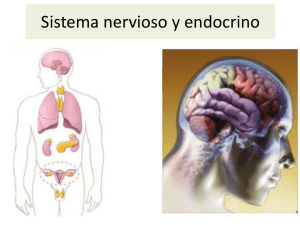 Sistema nervioso y endocrino