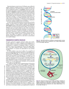 El genoma humano - StudentConsult.es