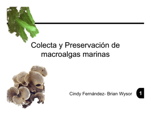 Colecta y Preservación de macroalgas marinas