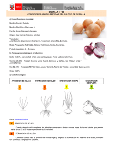 Condiciones agroclimáticas del cultivo de cebolla