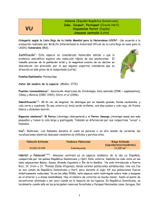 Amazona ventralis (Latín)
