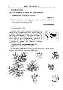 47 SUBCLASE ROSIDAE III Orden Euphorbiales Clave para