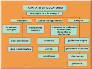Aparato_circulatorio