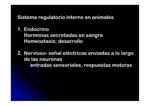 Sistema regulatorio interno en animales 1. Endocrino Hormonas