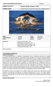 Caretta caretta - Ministerio del Medio Ambiente