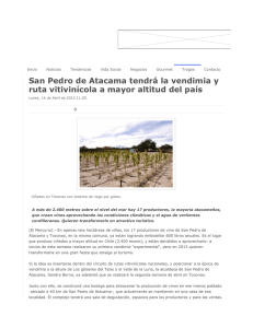 San Pedro de Atacama tendrá la vendimia y ruta vitivinícola a mayor