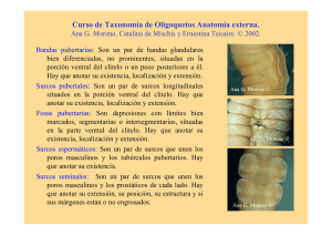 Curso de Taxonomía de Oligoquetos Anatomía externa.