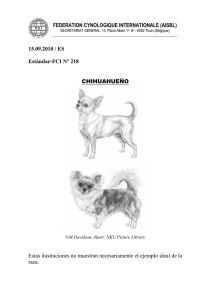 Chihuahua - Fédération Cynologique Internationale
