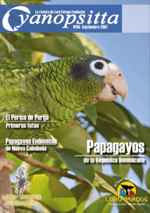 El Perico de Perijá Papagayos Endémicos