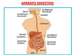 aparato digestivo - central de apuntes 2016