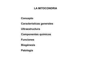 LA MITOCONDRIA Concepto Ultraestructura Características