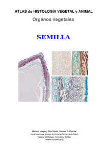 semilla - Atlas de Histología Vegetal y Animal