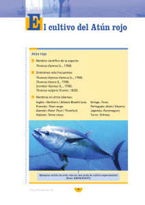 El cultivo del atún rojo (Thunnus thynnus)