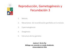 Reproducción, Gametogénesis y Fecundación 3 - U