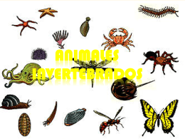 LOS ANIMALES INVERTEBRADOS Objetivos a. Describir las