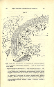 (103) Cajal.—PEDÚNCULO CEREBELOSO INFERIOR. 107 Fig. 28