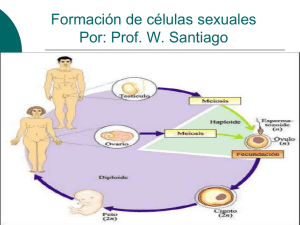 Formación de células sexuales Por: Prof. W. Santiago