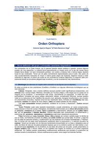 Orden Orthoptera