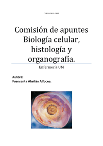 Comisión de apuntes Biología celular, histología y organografía.