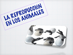 T-7 REPRODUCCION ANIMALES.key