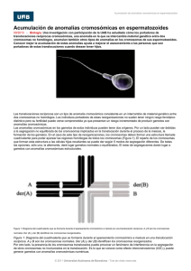 Acumulación de anomalías cromosómicas en espermatozoides