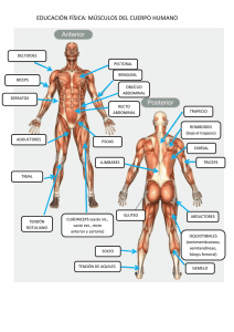 educación física: músculos del cuerpo humano