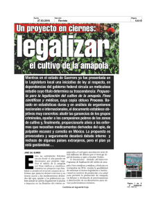 Un proyecto en ciernes: legalizar el cultivo de la amapola