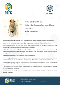 Drosophila spp. - Rains Control de Plagas