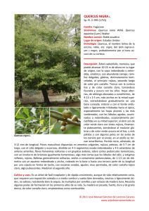 Quercus nigra - Árboles ornamentales